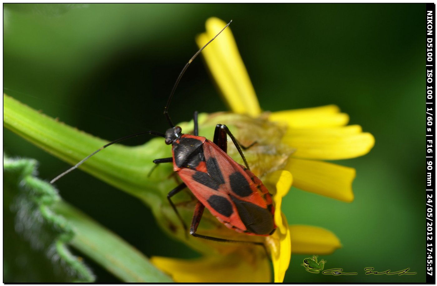 Calocoris nemoralis f. confluens?